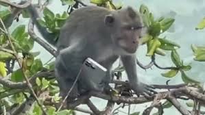 CCHCHANNGGOGOMMIPPHONNE.jpeg