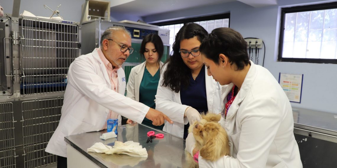 VETERINARIO-JAVIER-CARAZA-HOSPITAL-VETERINARIO3-1140x570.jpg