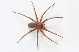 ARANASVIOLINISTA.jpg