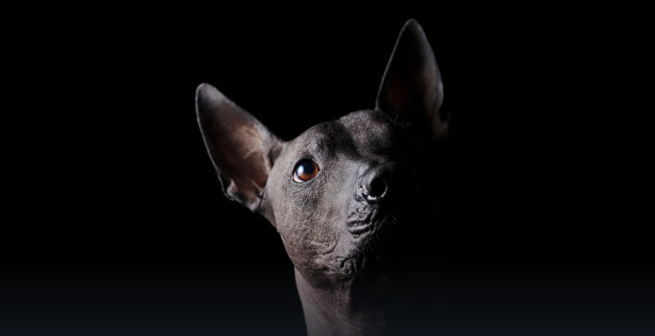ANIMALES.png