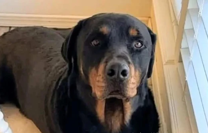 PERRO.png