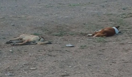 PERROSCaptura-de-pantalla-2026-07-20-153904.png