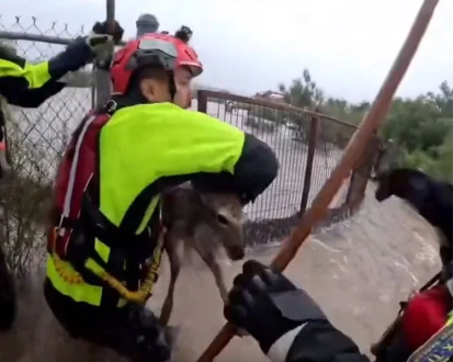 VENADO.png