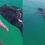 BALLENA.jpg