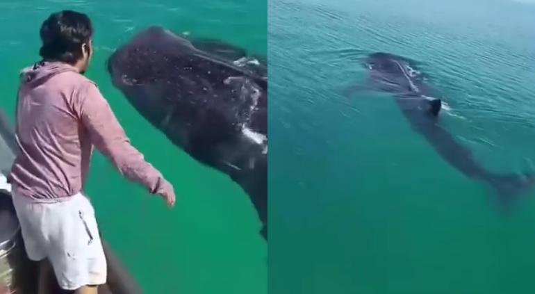 BALLENA.jpg