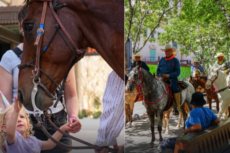 CABALLOS.png