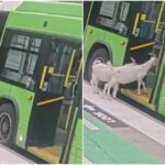 CABRAS.jpg