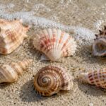 CONCHITAS.jpg