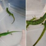 DRAGONCITOS.jpg