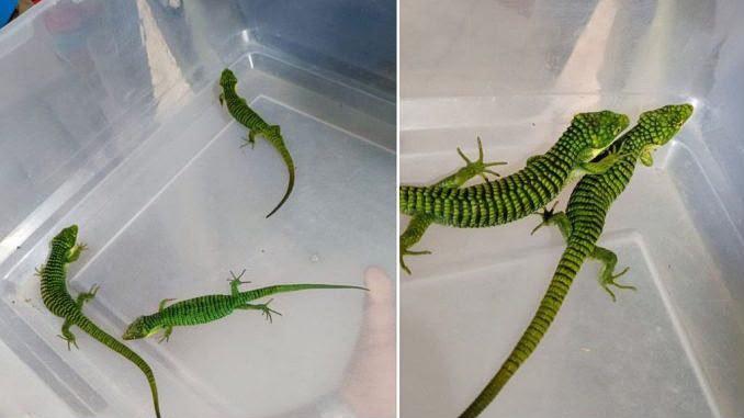 DRAGONCITOS.jpg