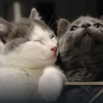 GATOS.png