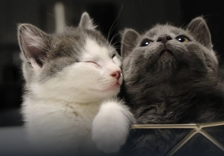 GATOS.png