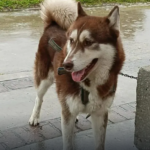 HUSKY.png