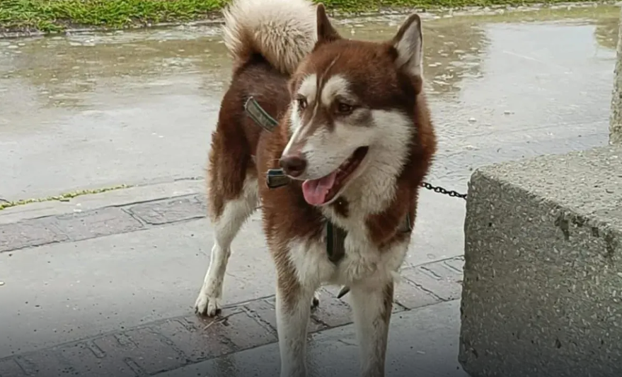 HUSKY.png
