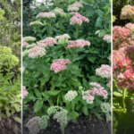 JARDIN.png