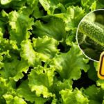 LECHUGA.jpg