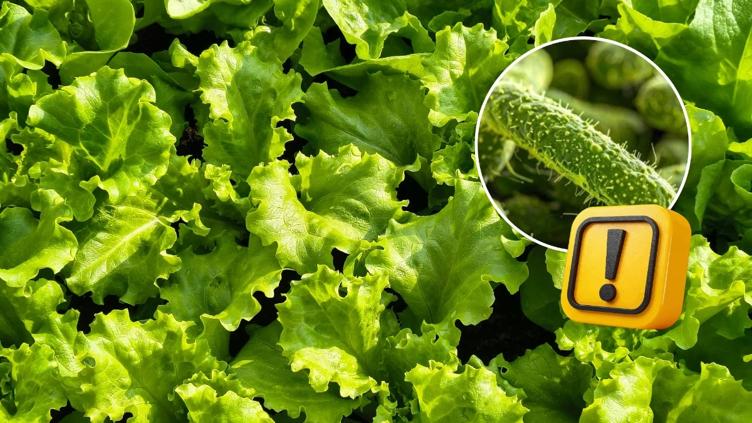 LECHUGA.jpg