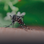 MOSQUITO.png