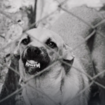 PERRO-1.png