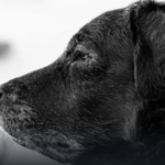 PERRO-EDAD.png
