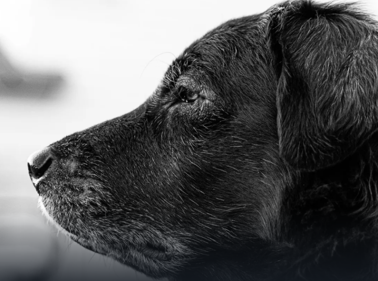 PERRO-EDAD.png