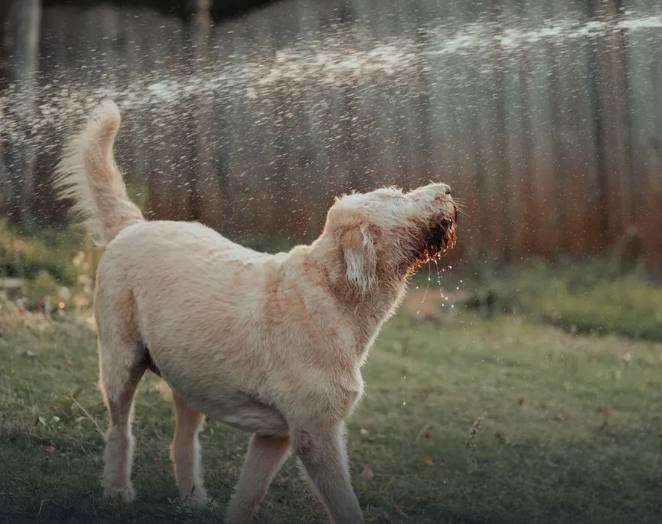 PERROS-1.png