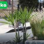 PLANTAS-1.png