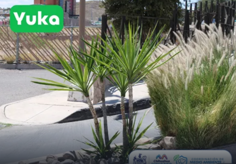 PLANTAS-1.png