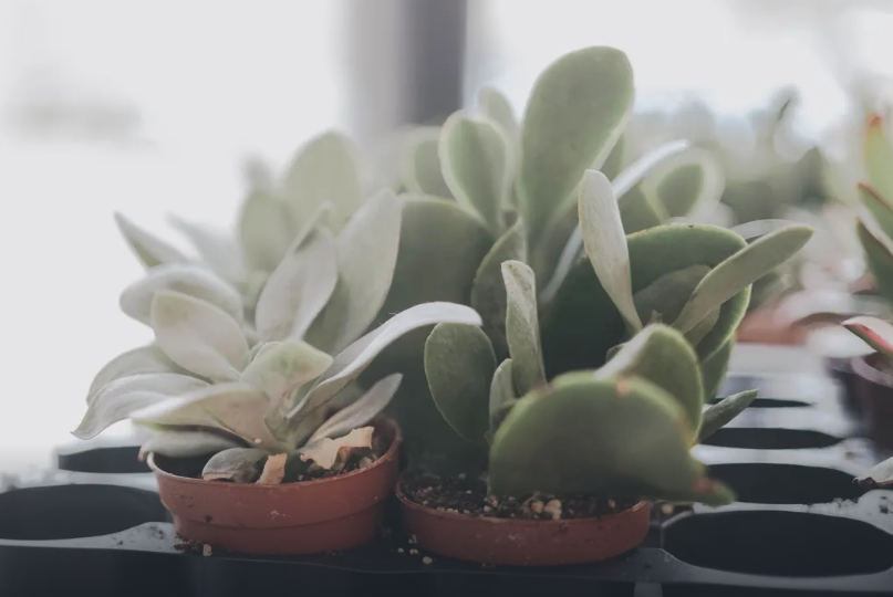 PLANTAS.png