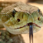 SERPIENTE.png