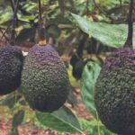 aguacates.jpg