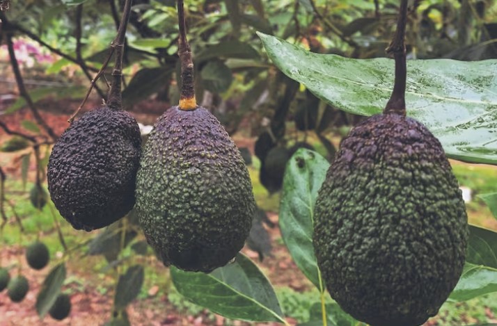 aguacates.jpg