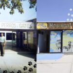 hospital-veterinario-2-1140x570.jpg