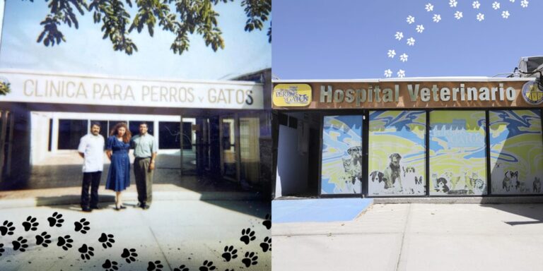 hospital-veterinario-2-1140x570.jpg