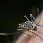 MOSQUI.png