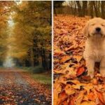 OTOÑO2025-1.jpeg