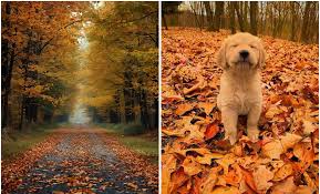 OTOÑO2025-1.jpeg
