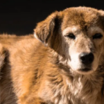 PERRO-3.png