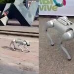 PERRO-ROB.jpg