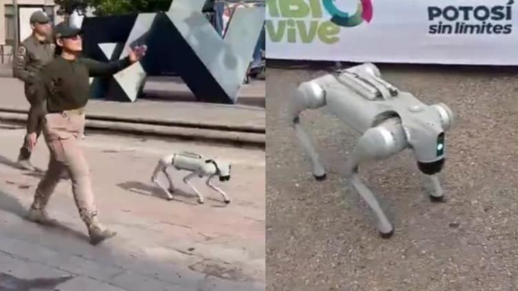 PERRO-ROB.jpg